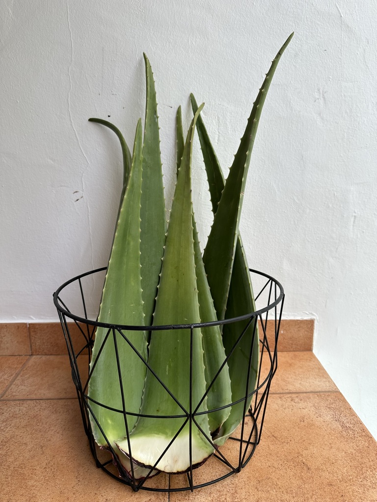 Aloe vera plant in a wire basket