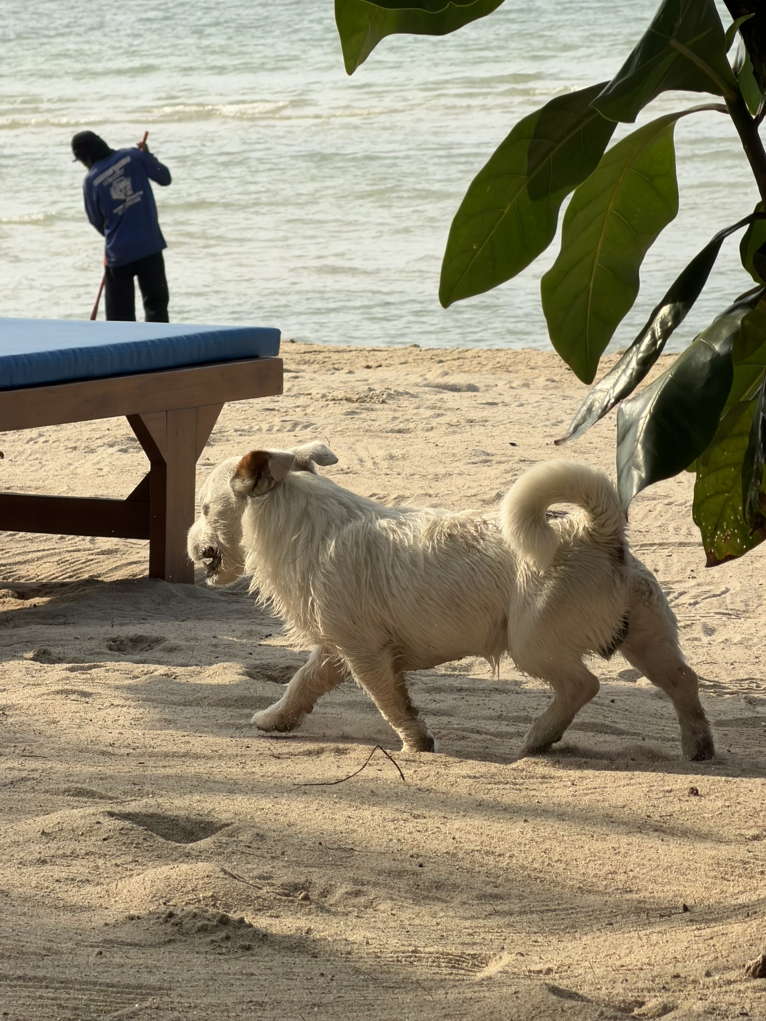 A beach dog trots past as a worker rakes the shore