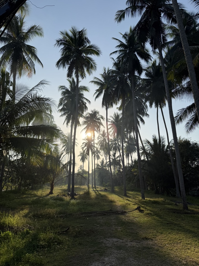 Sun through a grove of coconut palms